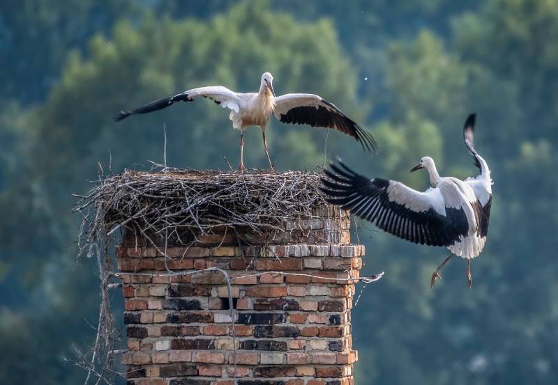 Professional Chimney Animal Removal Services in Eagle Rock, California