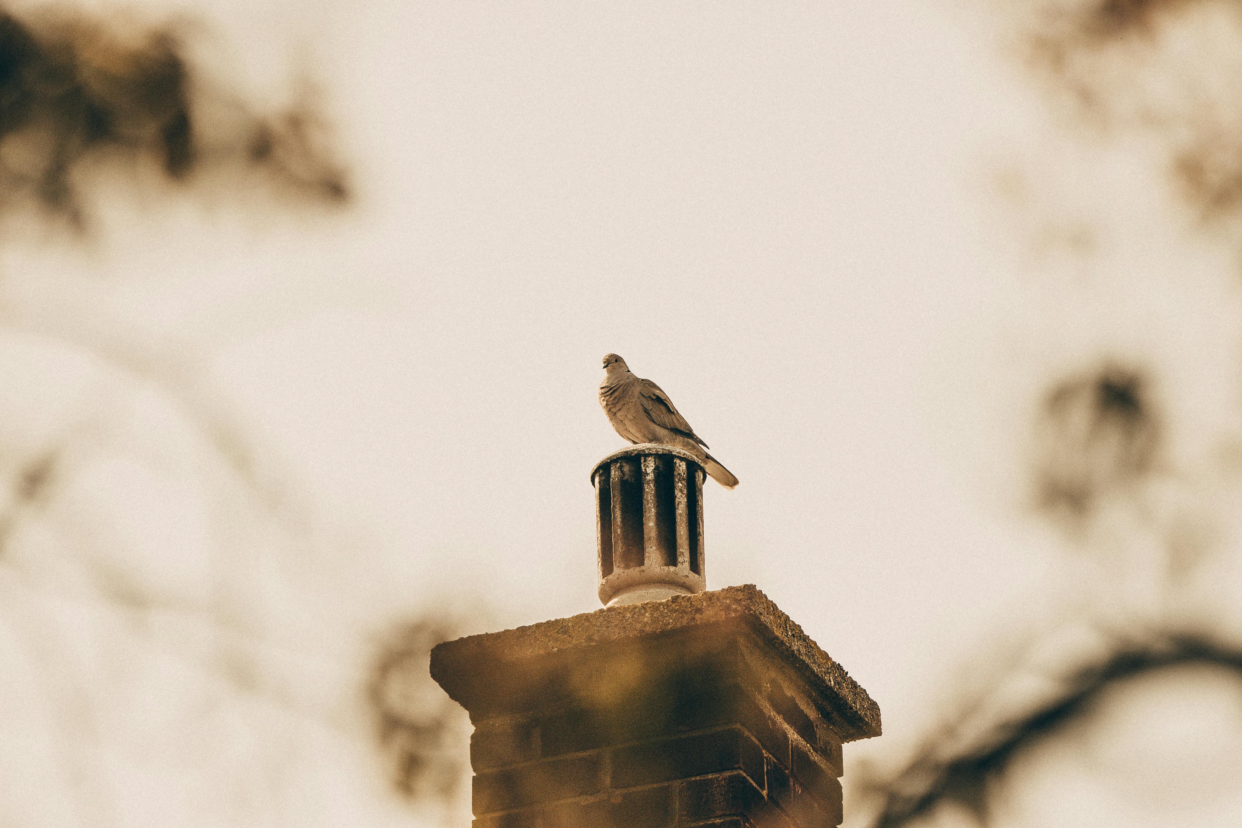 Professional Chimney Cap Installation Services in Eagle Rock, CA Expert Chimney Cap Installation in Eagle Rock, California